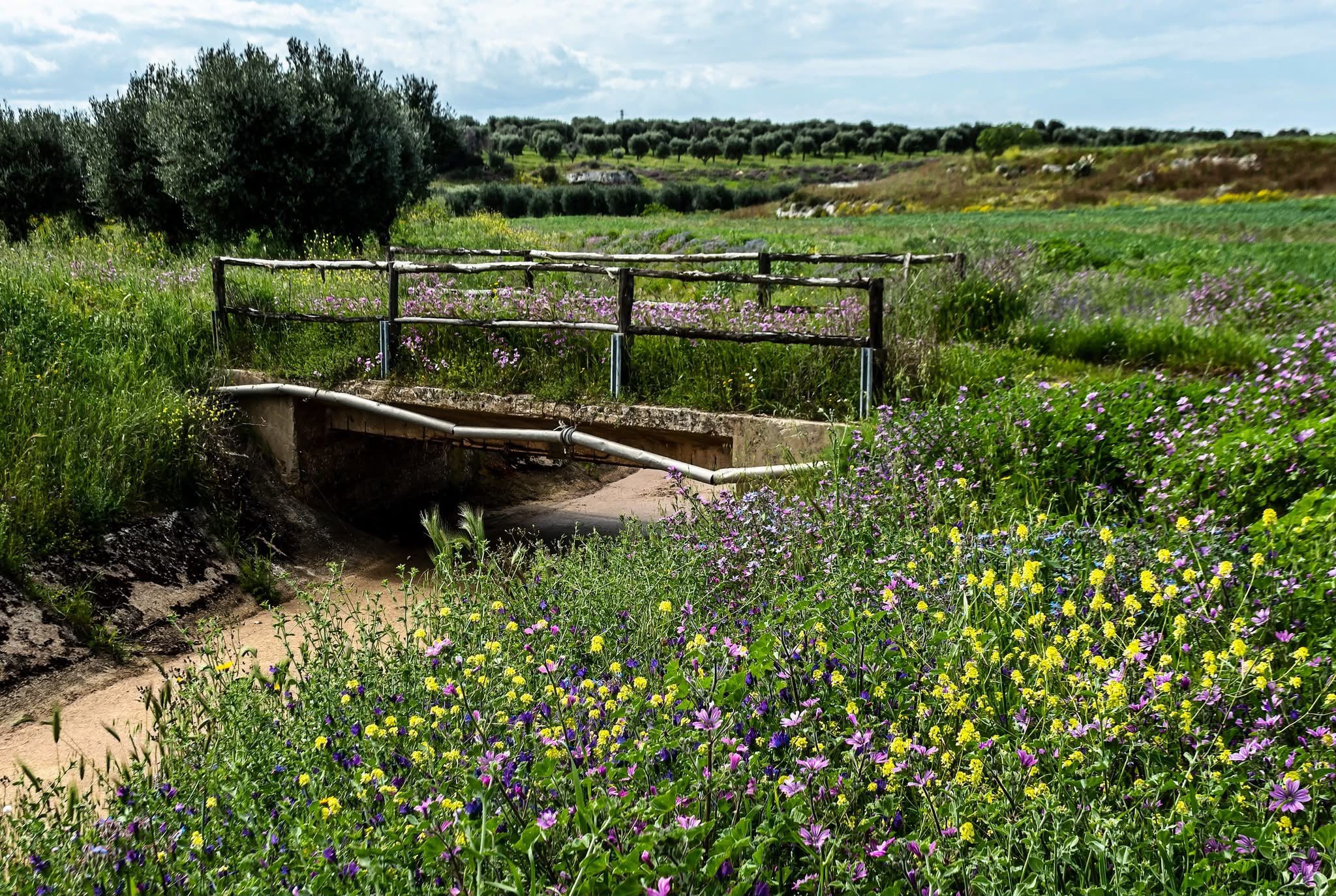 Galleria Dalle sorgenti al mare, 25 milioni per il Canale Reale: così la Puglia si prende cura dell’acqua - Diapositiva 2 di 4